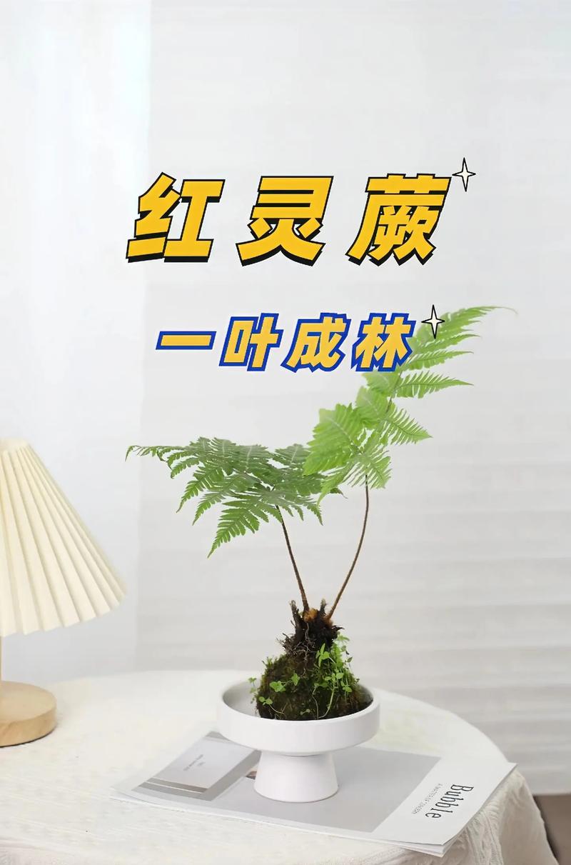 红灵蕨有毒吗，龙爪蕨类植物怎么养护的视频。