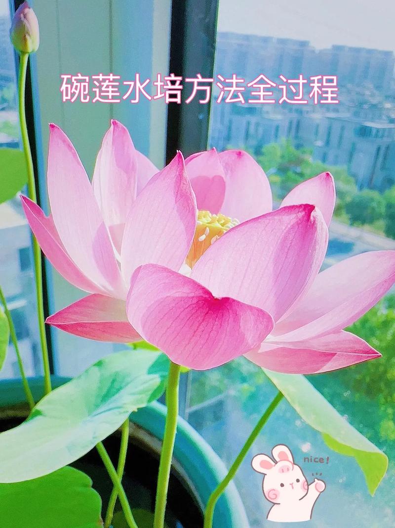 怎么种水培碗莲，水上植物碗莲怎么养护的视频。