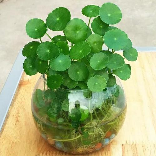 雾培和水培哪个成本高，关于水生植物的养护费用有哪些。